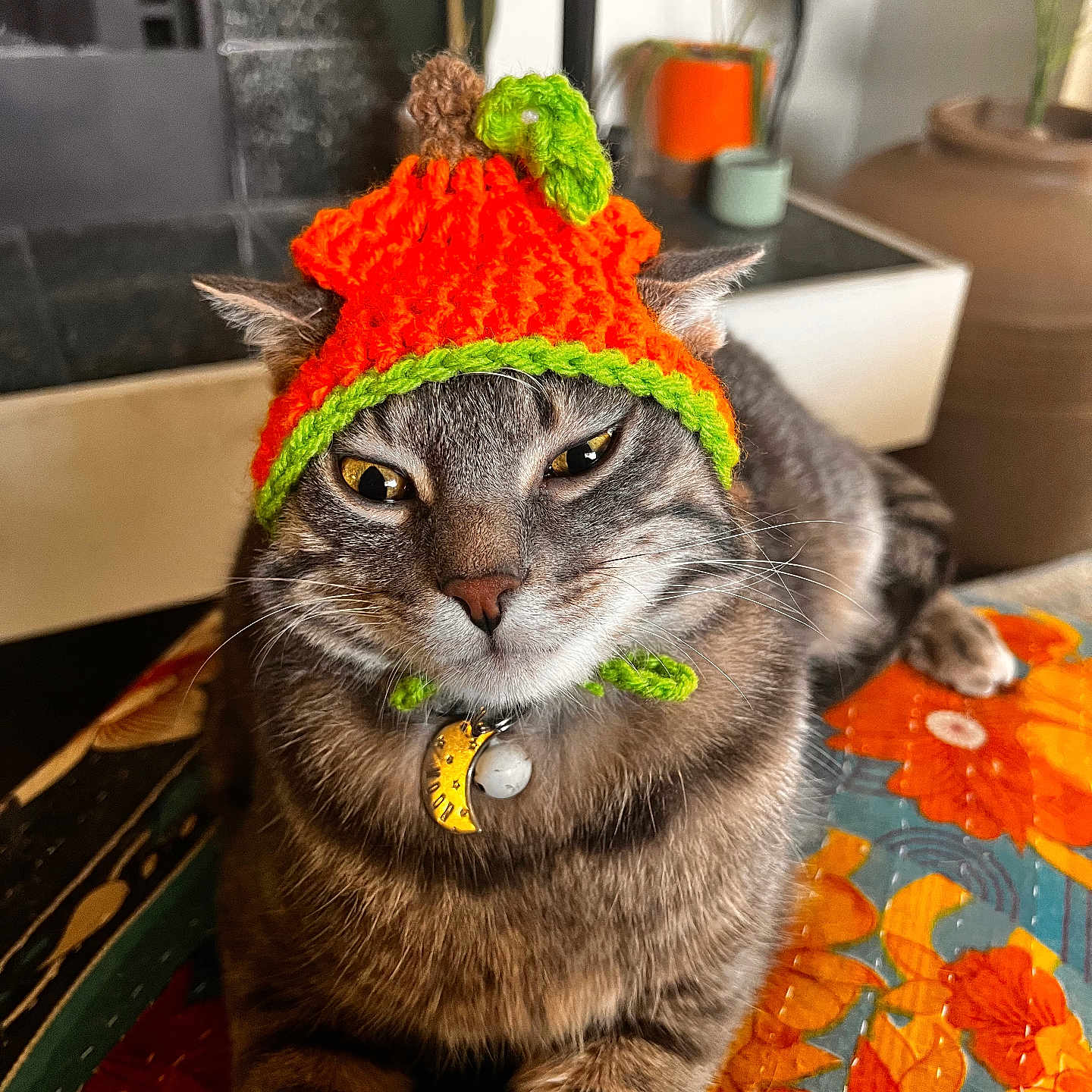 Moon is registered to the contest to win money with this photo: abyssinian, accessories, animal, architecture, beanie, building, cap, cat, clothing, couch, furniture, hardwood, hat, indoors, kitten, manx, pet, plant, pottedplant, wood