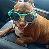 dog, brown_dog, sunglasses, turquoise_glasses, car, car_interior, seated, lying_down, tongue_out, happy, pet, collar, name_tag, short_hair, floppy_ears, white_chest, close_up, portrait, automotive, funny