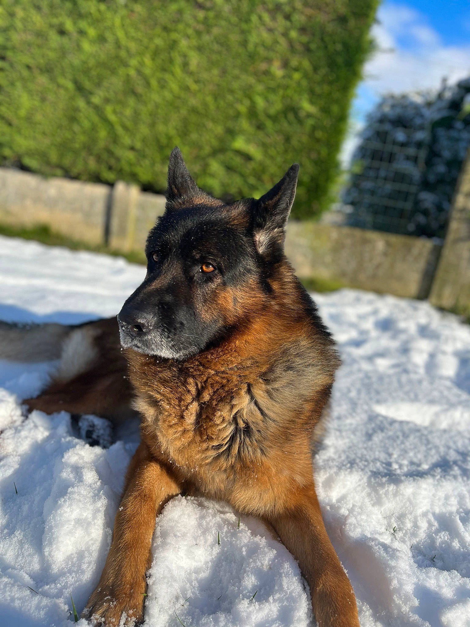 Roy a rejoint le concours — aidez-le/la à gagner de superbes lots ! biting, canidae, canis, carnivore, cloud, dog, dog_breed, east_european_shepherd, german_shepherd_dog, herding_dog, king_shepherd, old_german_shepherd_dog, sky, snout, snow, sporting_group, terrestrial_animal, wildlife, working_animal, working_dog