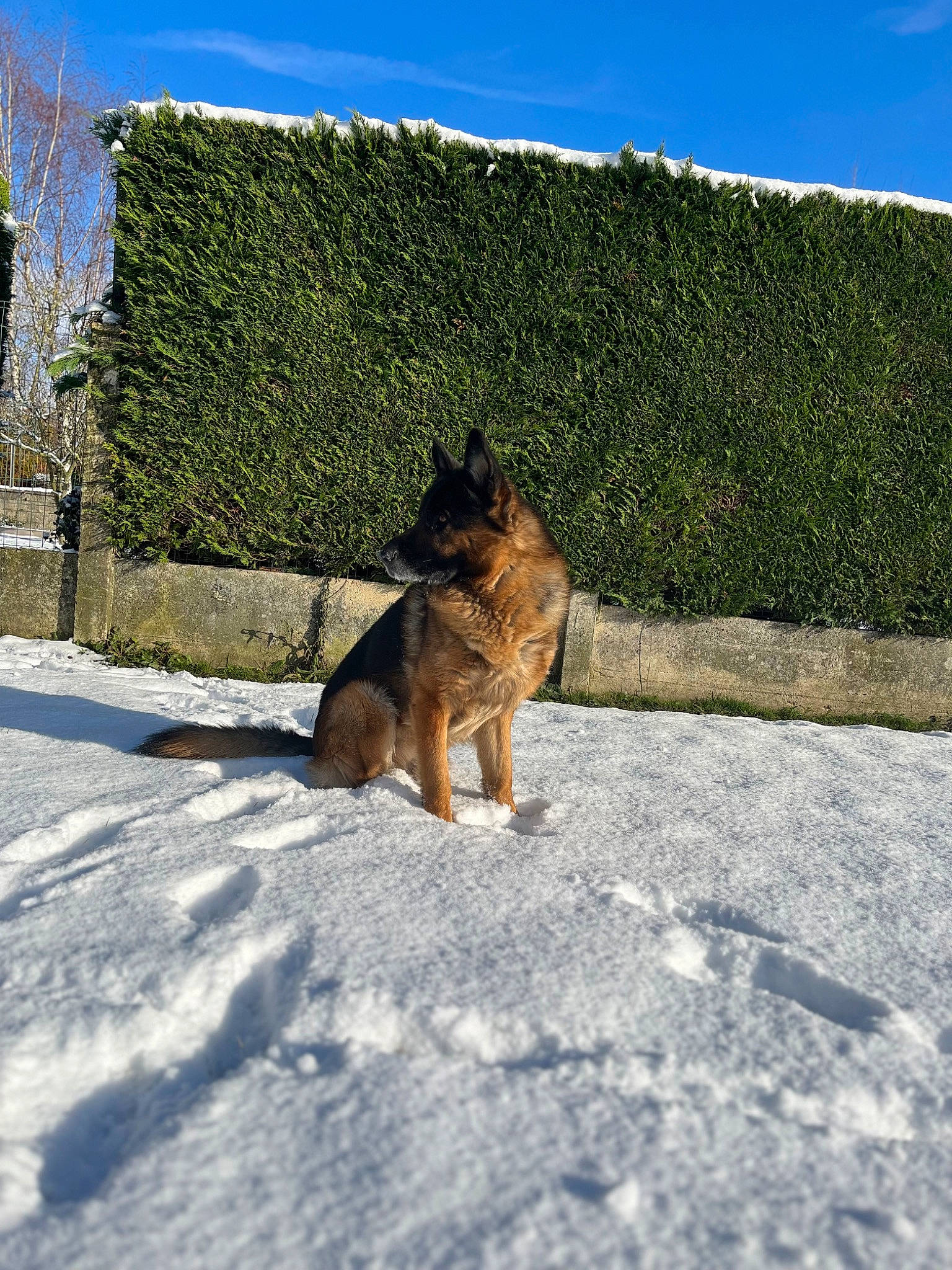 Roy participe au concours pour gagner de l'argent avec cette photo : airedale_terrier, carnivore, dog, dog_breed, fawn, felidae, german_shepherd_dog, grass, house, landscape, plant, road_surface, shadow, sky, snout, snow, sporting_group, tail, tree, wood