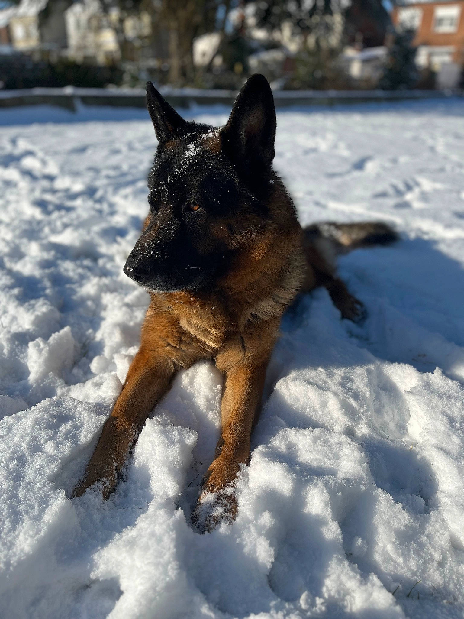 Roy a rejoint le concours — aidez-le/la à gagner de superbes lots ! canidae, carnivore, dog, dog_breed, east_european_shepherd, fawn, freezing, fur, german_shepherd_dog, guard_dog, herding_dog, king_shepherd, old_german_shepherd_dog, snout, snow, sporting_group, tail, winter, working_animal, working_dog