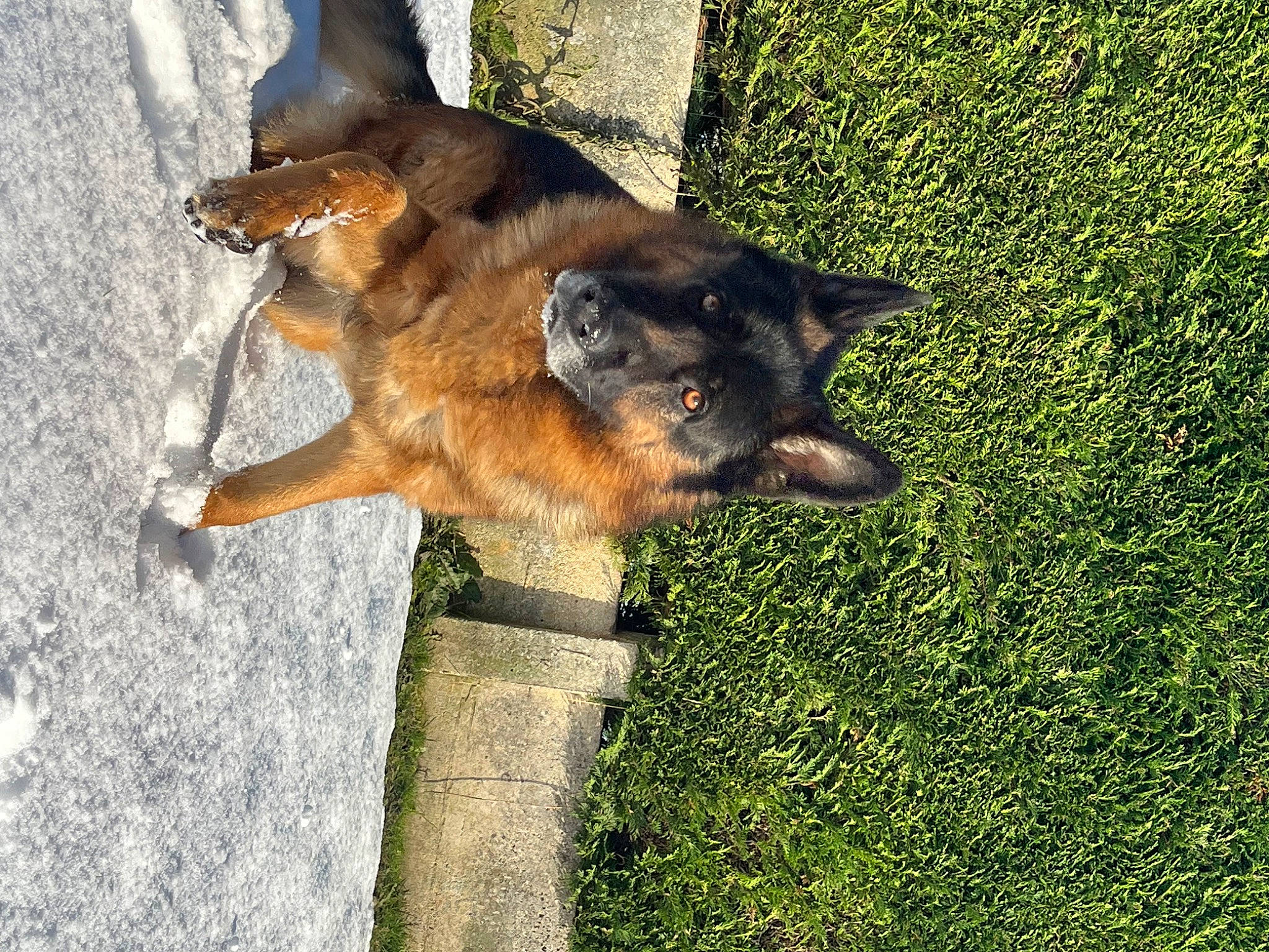 Roy participe au concours pour gagner de l'argent avec cette photo : canidae, canis, carnivore, companion_dog, dog, dog_breed, east_european_shepherd, fawn, fur, german_shepherd_dog, grass, groundcover, herding_dog, king_shepherd, old_german_shepherd_dog, plant, snout, sporting_group, working_animal, working_dog