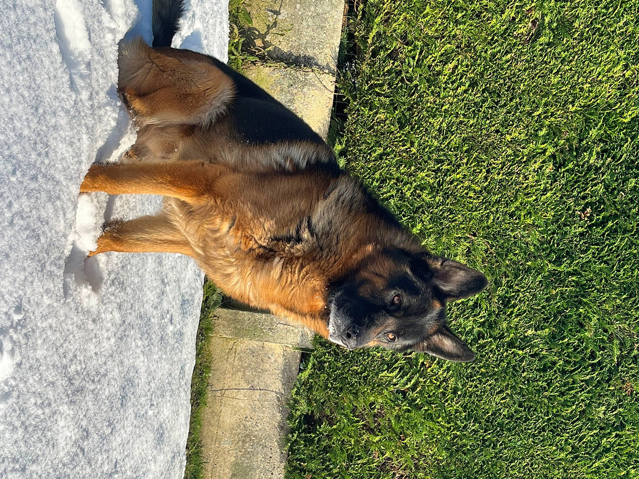 Roy a rejoint le concours — aidez-le/la à gagner de superbes lots ! belgian_shepherd_malinois, canidae, canis, carnivore, dog, dog_breed, fawn, fur, german_shepherd_dog, grass, groundcover, herding_dog, old_german_shepherd_dog, plant, sporting_group, tail, terrestrial_animal, trunk, wood, working_dog