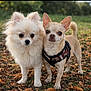 dog, small_dog, fluffy_dog, chihuahua, outdoor, park, leafy_ground, two_dogs, pet, animal, cute, curious, harness, tan_dog, white_dog, nature, grass, fall_leaves, closeup, friendship