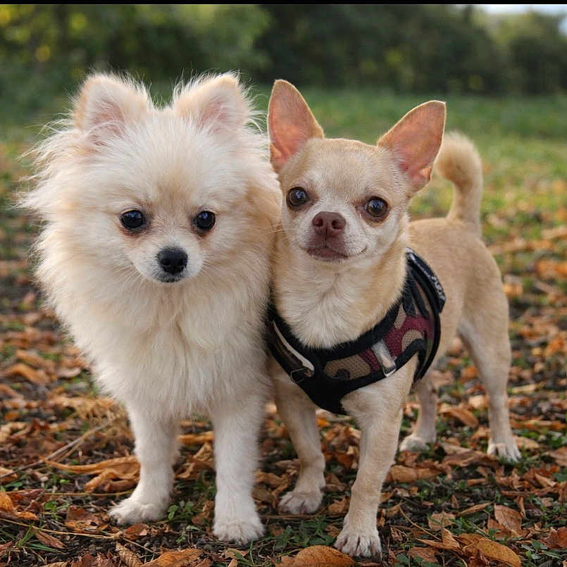 Ava Et Titou participe au concours pour gagner de l'argent avec cette photo : animal, chihuahua, closeup, curious, cute, dog, fall_leaves, fluffy_dog, friendship, grass, harness, leafy_ground, nature, outdoor, park, pet, small_dog, tan_dog, two_dogs, white_dog