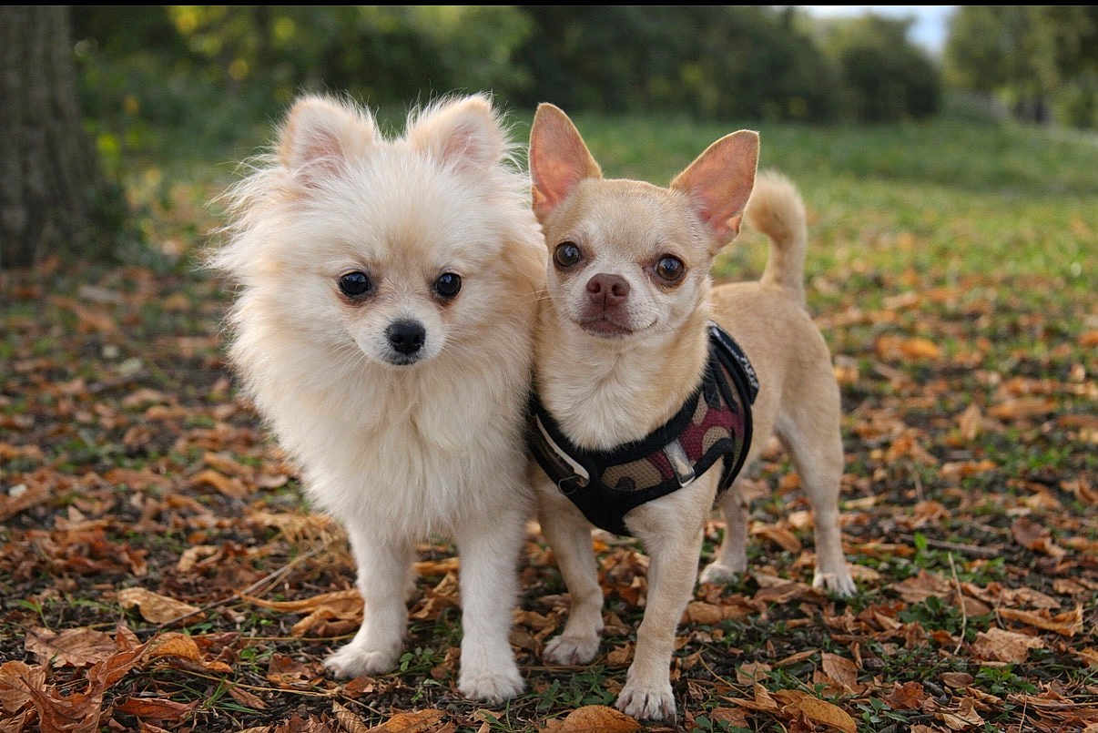 Ava Et Titou participe au concours pour gagner de l'argent avec cette photo : dog, small_dog, fluffy_dog, chihuahua, outdoor, park, leafy_ground, two_dogs, pet, animal, cute, curious, harness, tan_dog, white_dog, nature, grass, fall_leaves, closeup, friendship