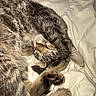 Nala participe au concours pour gagner de l'argent avec cette photo : cat, tabby, sleeping, curled_up, paw, fur, whiskers, blanket, bed, resting, cozy, cute, domestic_cat, pet, animal, feline, indoor, soft, relaxed, closeup