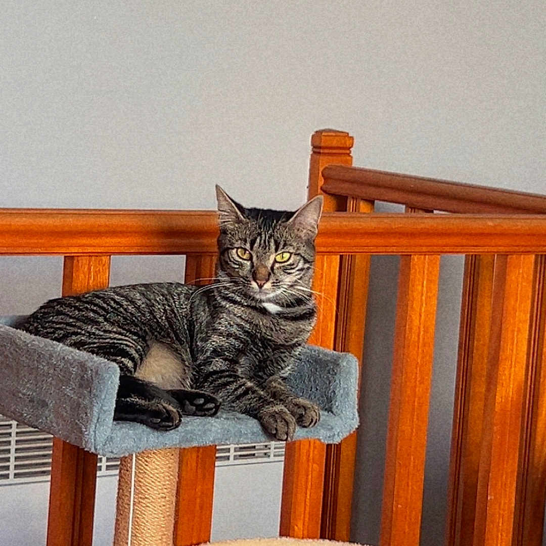 Nala a rejoint le concours — aidez-le/la à gagner de superbes lots ! cat, tabby_cat, cat_tree, pet, indoor, furniture, perch, wooden_railings, striped_fur, relaxed, animal, domestic_cat, pet_toy, plush, sitting, looking_at_camera, cozy, home, feline, resting