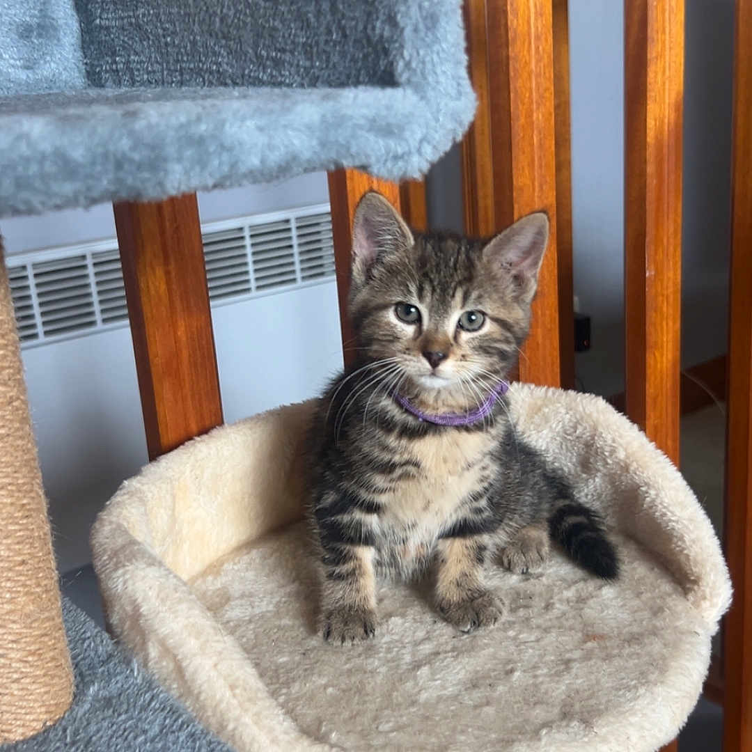 Louna participe au concours pour gagner de l'argent avec cette photo : kitten, cat, cat_tree, cat_bed, purple_collar, tabby, pet, indoor, wooden_railing, furniture, adorable, curious, small, feline, fluffy, cozy, carpet, scratching_post, toy, home
