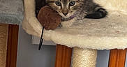 Louna participe au concours pour gagner de l'argent avec cette photo : kitten, cat, cat_tree, toy, indoor, furniture, wooden_slats, vent, pet, animal, cute, fuzzy, claw_post, beige, brown, fur, resting, alert, small, young