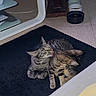 cat, kitten, tabby, indoor, black_rug, floor, pet_bowls, grooming, cuddle, animal, cute, feline, domestic_cat, two_cats, home, furniture, table, carpet, playful, young