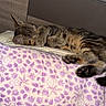 Louna participe au concours pour gagner de l'argent avec cette photo : cat, tabby, sleeping, bed, blanket, purple, floral_pattern, paw, cozy, resting, indoor, fur, cute, animal, pet, relaxed, feline, comfort, headboard, home