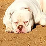 Nox a rejoint le concours — aidez-le/la à gagner de superbes lots ! animal, bulldog, canine, close_up, daylight, dirt, dog, ears, face, ground, lying_down, mammal, nature, outdoor, pet, relaxed, resting, sleepy, sunlight, white_dog