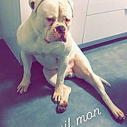 Nox a rejoint le concours — aidez-le/la à gagner de superbes lots ! animal, appliance, bulldog, cabinet, canine, companion, cute, dog, domestic, emoji, expression, floor, indoor, kitchen, pet, portrait, relaxed, sitting, text_overlay, white_dog