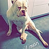 animal, appliance, bulldog, cabinet, canine, companion, cute, dog, domestic, emoji, expression, floor, indoor, kitchen, pet, portrait, relaxed, sitting, text_overlay, white_dog