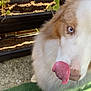 dog, tongue, blue_eyes, close_up, fluffy, white_fur, brown_fur, plant, planter, soil, green_plant, outdoor, pet, animal, nose, fur, tongue_out, garden, texture, wicker