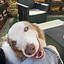 dog, blue_eyes, smiling, outdoor, patio, chair, wicker_furniture, wooden_fence, person, knee, denim_shorts, happy, pet, sunlight, tongue, friendly, close_up, canine, fur, nose