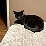 Luka is registered to the contest to win money with this photo: black_cat, cat, pet, indoor, animal, feline, curled_up, resting, cozy, soft_surface, beige, fur, whiskers, ears, tail, looking, home, quiet, relaxed, companion