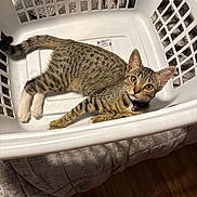Luka is registered to the contest to win money with this photo: cat, kitten, tabby, laundry_basket, white, plastic, floor, blanket, foot, sandal, toenails, indoor, pet, animal, curious, relaxed, domestic, feline, striped, collar