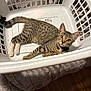 animal, blanket, cat, collar, curious, domestic, feline, floor, foot, indoor, kitten, laundry_basket, pet, plastic, relaxed, sandal, striped, tabby, toenails, white