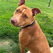Emma is registered to the contest to win money with this photo: dog, brown_dog, collar, pet, outdoor, grass, yard, concrete, sidewalk, dandelions, suburban, shed, road, greenery, canine, animal, sitting, looking_back, ears_up, curious