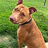 dog, brown_dog, collar, pet, outdoor, grass, yard, concrete, sidewalk, dandelions, suburban, shed, road, greenery, canine, animal, sitting, looking_back, ears_up, curious
