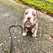 Atlas a rejoint le concours — aidez-le/la à gagner de superbes lots ! puppy, dog, harness, leash, pavement, grass, fence, outdoor, pet, young, cute, animal, brown, white, sitting, looking_up, small, ears, nose, eyes