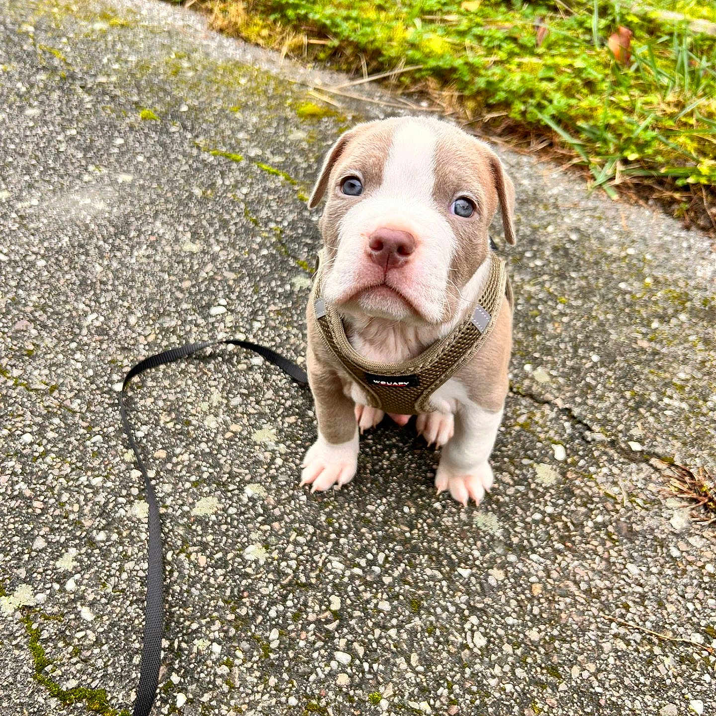Atlas a rejoint le concours — aidez-le/la à gagner de superbes lots ! animal, brown, cute, dog, ears, eyes, fence, grass, harness, leash, looking_up, nose, outdoor, pavement, pet, puppy, sitting, small, white, young