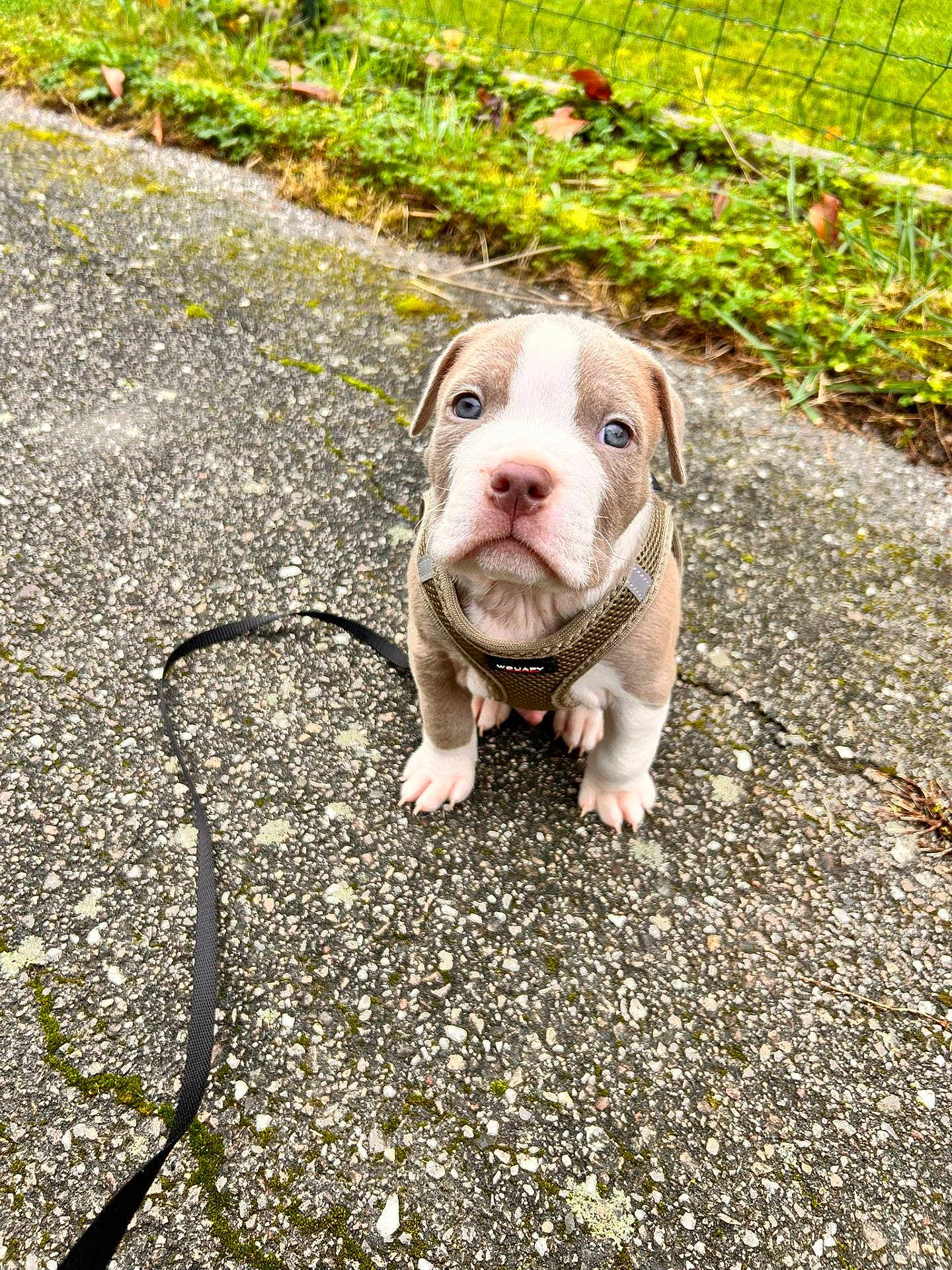 Atlas a rejoint le concours — aidez-le/la à gagner de superbes lots ! puppy, dog, harness, leash, pavement, grass, fence, outdoor, pet, young, cute, animal, brown, white, sitting, looking_up, small, ears, nose, eyes