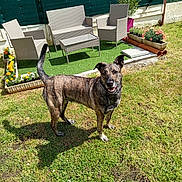 Tanya participe au concours pour gagner de l'argent avec cette photo : dog, brindle, grass, garden, outdoor, sunny, patio_furniture, flowers, flower_pots, greenery, backyard, smiling, pet, canine, daylight, plants, nature, leisure, summer, shadow