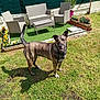 dog, brindle, grass, garden, outdoor, sunny, patio_furniture, flowers, flower_pots, greenery, backyard, smiling, pet, canine, daylight, plants, nature, leisure, summer, shadow
