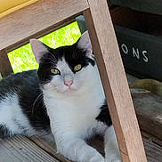 Sylvester joined the competition — help win amazing prizes! cat, black_and_white, animal, pet, wooden_chair, outdoor, grass, relaxed, feline, eyes, whiskers, paws, floor, sunlight, nature, domestic_animal, resting, curious, wood, closeup