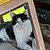Sylvester