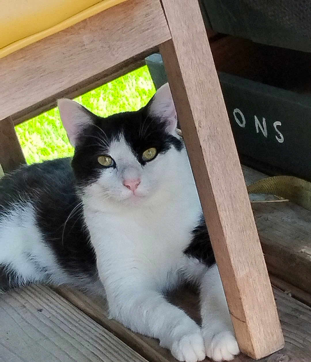 Sylvester