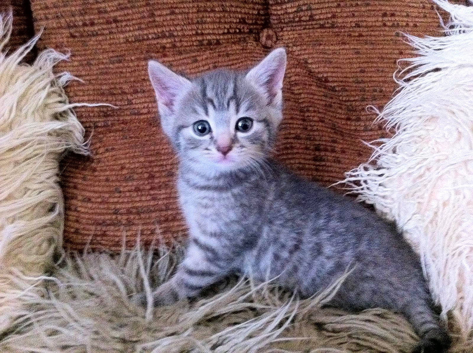 Flash is registered to the contest to win money with this photo: animal_shelter, carnivore, cat, cat_furniture, cat_supply, claw, domestic_short_haired_cat, fawn, felidae, fur, grass, paw, plant, small_to_medium_sized_cats, snout, tail, terrestrial_animal, whiskers, wildlife, window