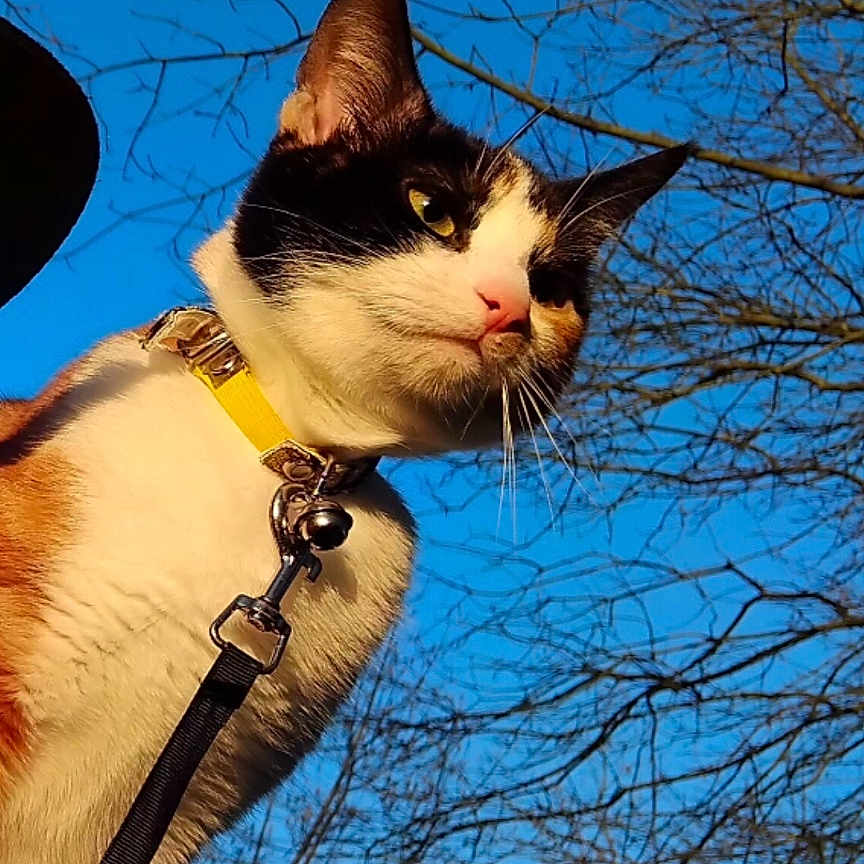 Fennecka participe au concours pour gagner de l'argent avec cette photo : accessories, animal, cat, clothing, face, grass, head, kitten, leash, nature, outdoors, person, pet, photography, plant, portrait, sky, strap, tree, vegetation