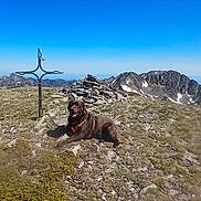 Rebel a rejoint le concours — aidez-le/la à gagner de superbes lots ! blue_sky, canine, chocolate_labrador, cross, daytime, dog, grass, landscape, mountain, nature, outdoor, pet, pile_of_stones, resting, rock, rocky_terrain, sky, snow_patch, summit, sunny