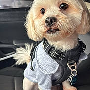 Siopao joined the competition — help win amazing prizes! adorable, big_eyes, car_interior, car_seat, close_up, collar, companion, cute, dog, fur, harness, id_tag, nose, passenger_seat, paws, pet, portrait, sitting, small_dog, white_dog