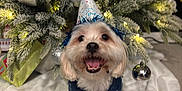 Siopao joined the competition — help win amazing prizes! celebration, christmas_tree, dog, fairy_lights, festive, floor, fur, gift_wrap, happy, holiday, indoor, ornament, party_hat, pet, puppy, small_dog, smiling, sweater, tongue, tree_skirt