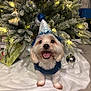celebration, christmas_tree, dog, fairy_lights, festive, floor, fur, gift_wrap, happy, holiday, indoor, ornament, party_hat, pet, puppy, small_dog, smiling, sweater, tongue, tree_skirt