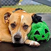 Sage joined the competition — help win amazing prizes! animal, background_blur, brown_dog, close_up, collar, cute, dog, expression, face, fence, fur, green_toy, jack_o_lantern, laying_down, nostrils, outdoor, paw, pet, plush_toy, resting
