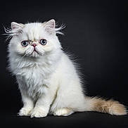 Cezarine a rejoint le concours — aidez-le/la à gagner de superbes lots ! cat, white_cat, persian_cat, kitten, pet, animal, fluffy, fur, blue_eyes, portrait, studio, black_background, sitting, looking_at_camera, cute, isolation, indoor, feline, whiskers, small