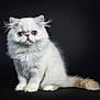 cat, white_cat, persian_cat, kitten, pet, animal, fluffy, fur, blue_eyes, portrait, studio, black_background, sitting, looking_at_camera, cute, isolation, indoor, feline, whiskers, small