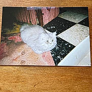 Ninette participe au concours pour gagner de l'argent avec cette photo : cat, kitten, fluffy, fur, pet, animal, indoor, rug, checkerboard_tile, floor, printed_photo, photograph, wooden_table, nostalgic, cute, eyes, whiskers, sitting, curtain_fringe, vintage