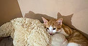 Orange Pop joined the competition — help win amazing prizes! cat, kitten, orange_and_white, pet, animal, plush_toy, teddy_bear, bed, bedroom, cozy, sleeping, snuggling, cute, fur, whiskers, ears, tail, indoor, warm_lighting, shadow