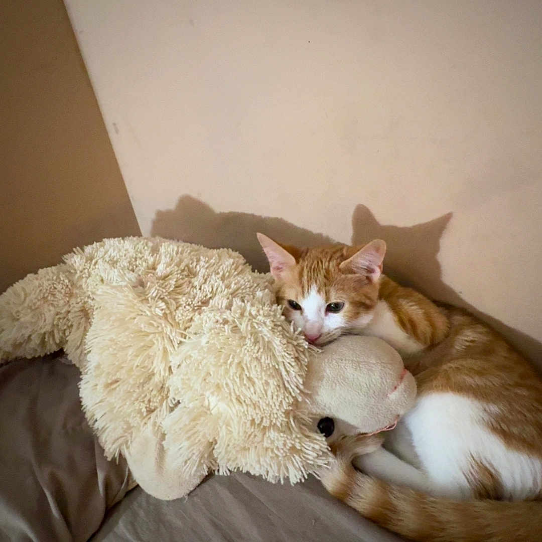 Orange Pop joined the competition — help win amazing prizes! cat, kitten, orange_and_white, pet, animal, plush_toy, teddy_bear, bed, bedroom, cozy, sleeping, snuggling, cute, fur, whiskers, ears, tail, indoor, warm_lighting, shadow