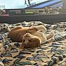 Orange Pop is registered to the contest to win money with this photo: cat, orange_cat, pet, feline, animal, lying_down, sleeping, relaxed, playful, upside_down, belly_up, whiskers, fur, indoors, bed, blanket, patterned_blanket, bedroom, computer_desk, home