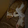 Orange Pop is registered to the contest to win money with this photo: cat, ginger_cat, white_cat, sleeping, lying_down, upside_down, curled_up, paws, pink_paw_pads, fur, whiskers, bed, blanket, pillow, bedroom, indoors, cozy, dim_lighting, relaxed, pet