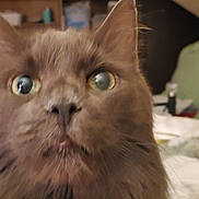 Pepper joined the competition — help win amazing prizes! cat, close_up, gray_cat, indoor, pet, curious, furry, whiskers, eyes, face, bed, blanket, room, cozy, domestic, fur, animal, cute, mammal, household