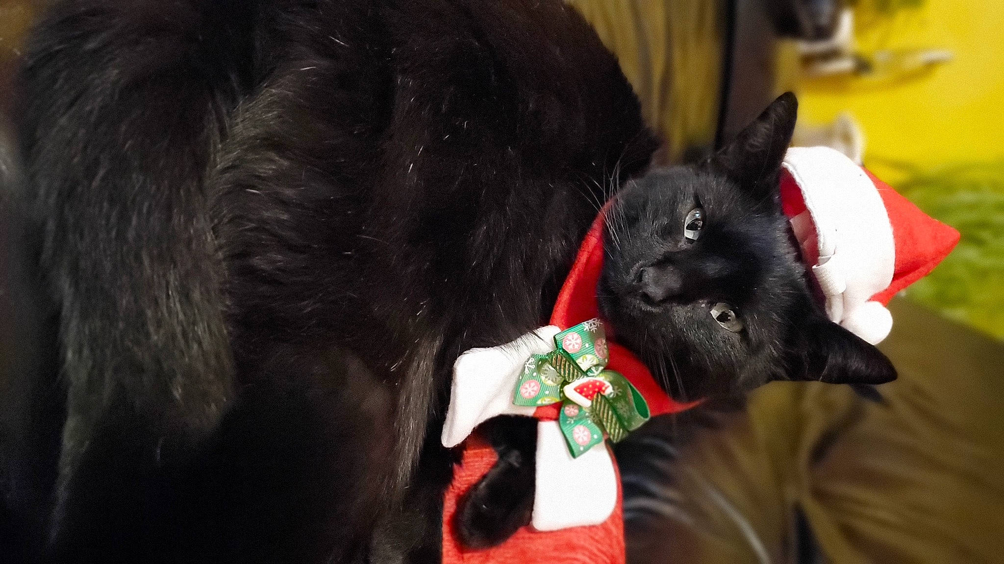 Alfreud a rejoint le concours — aidez-le/la à gagner de superbes lots ! black_cat, canidae, carmine, carnivore, cat, collar, companion_dog, dog_breed, domestic_short_haired_cat, felidae, fur, plant, small_to_medium_sized_cats, snout, sporting_group, tail, terrestrial_animal, tradition, whiskers, working_animal